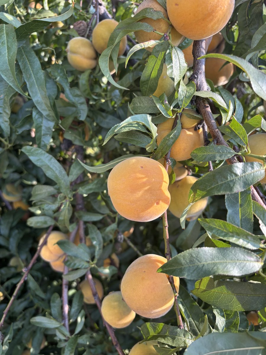 MpiloKhumalo_'s tweet image. Fruits of my harvest