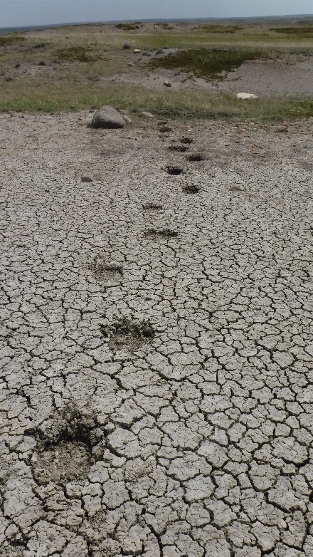 Sask PCAP tweet media