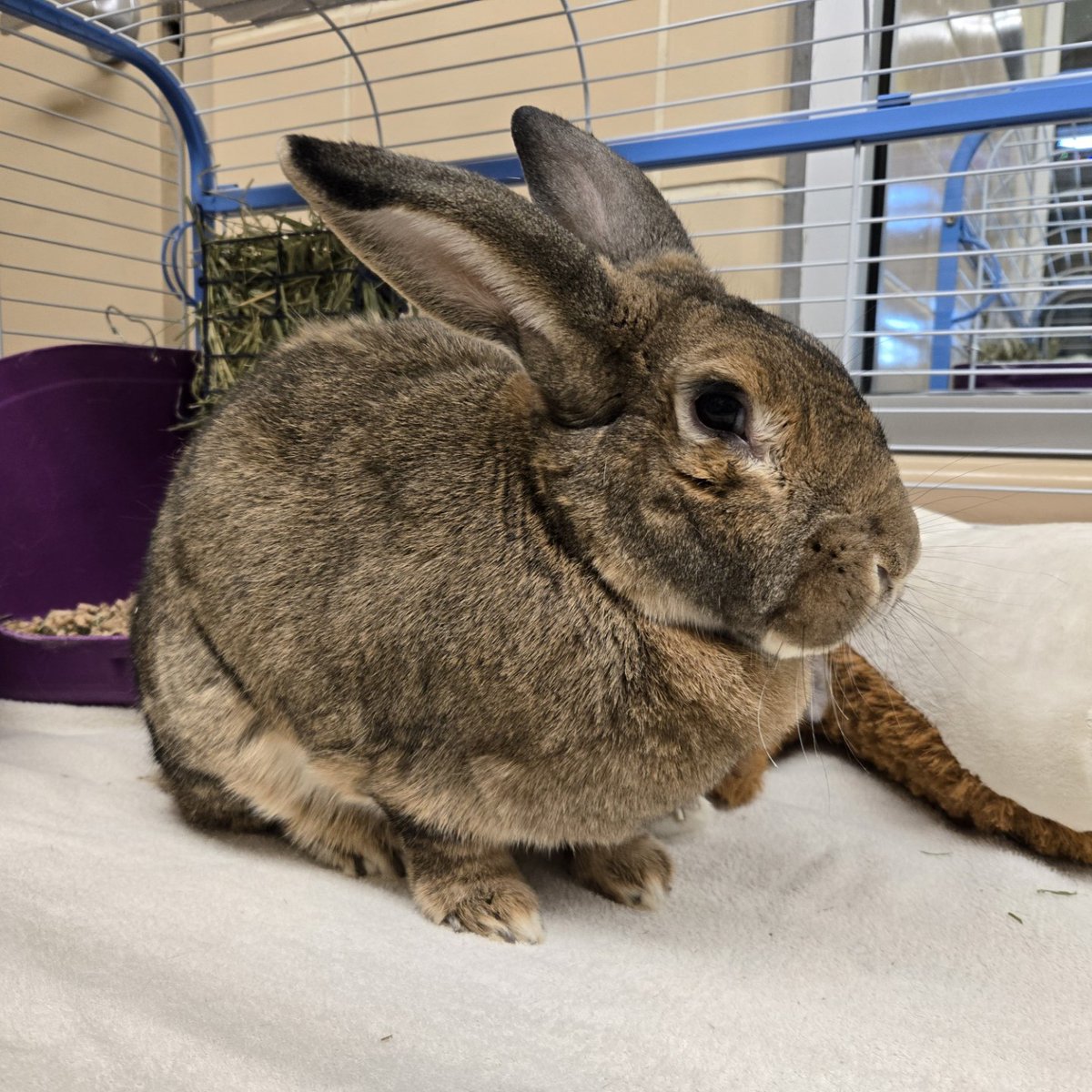Bubbie was our #petoftheweek on @LIVE95's  radio show. This senior bun is looking for a "retirement" home with rabbit-savvy adopters! If you're her perfect match, reach out to our small animal staff today! (413)-447-7878 ext. 124 berkshirehumane.org/adopt/critters/
#adoptabunny