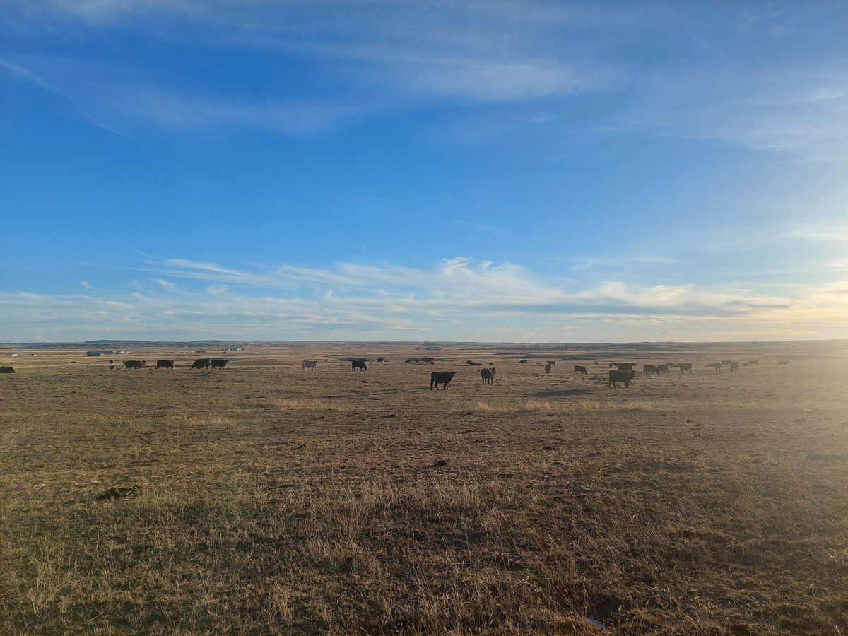 Sask PCAP tweet media