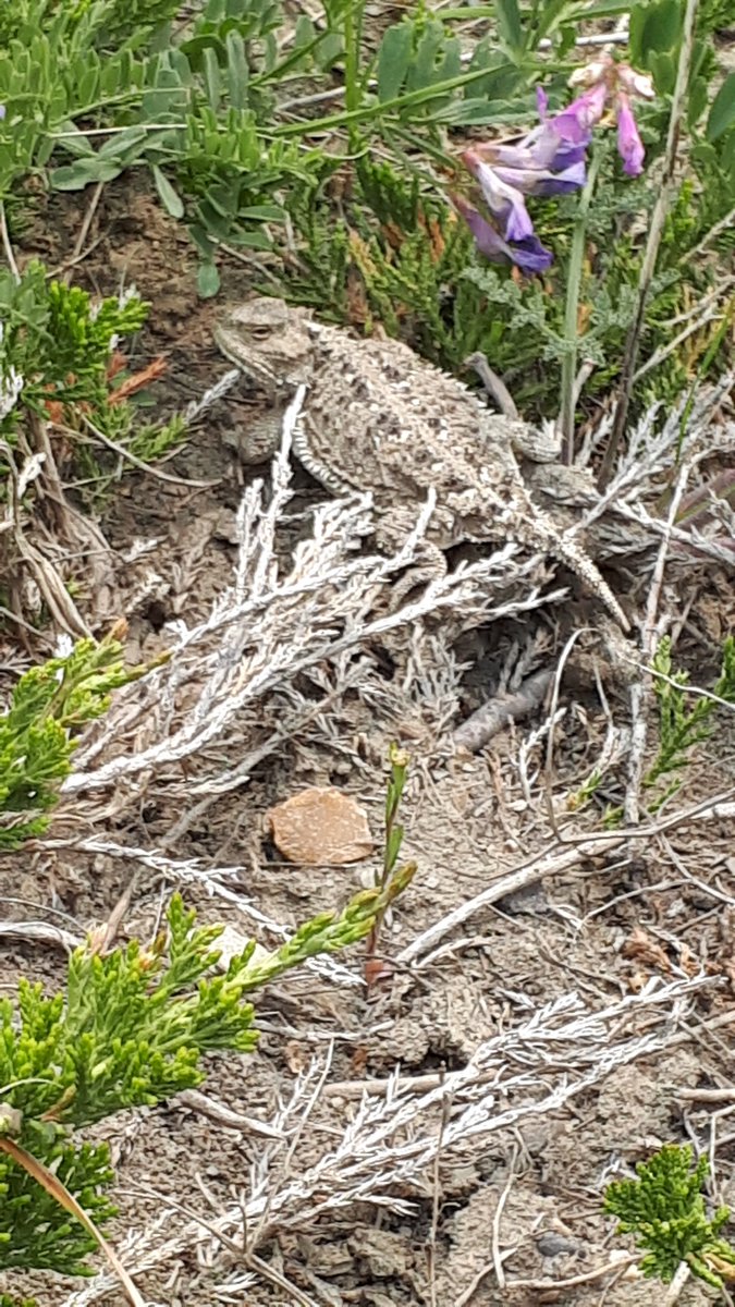 Sask PCAP tweet media