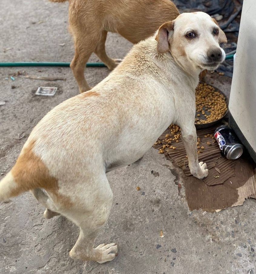"Luli es una perrita que ha sufrido toda su vida y a quien alimentamos diariamente. Ayer, según su "dueña", se escapó desde Santa Ana con Mapocho en Santiago centro. Si alguien la ve, por favor comunicarse al +56934498163 o al +56932644758. Nos urge encontrarla."
#Santiago