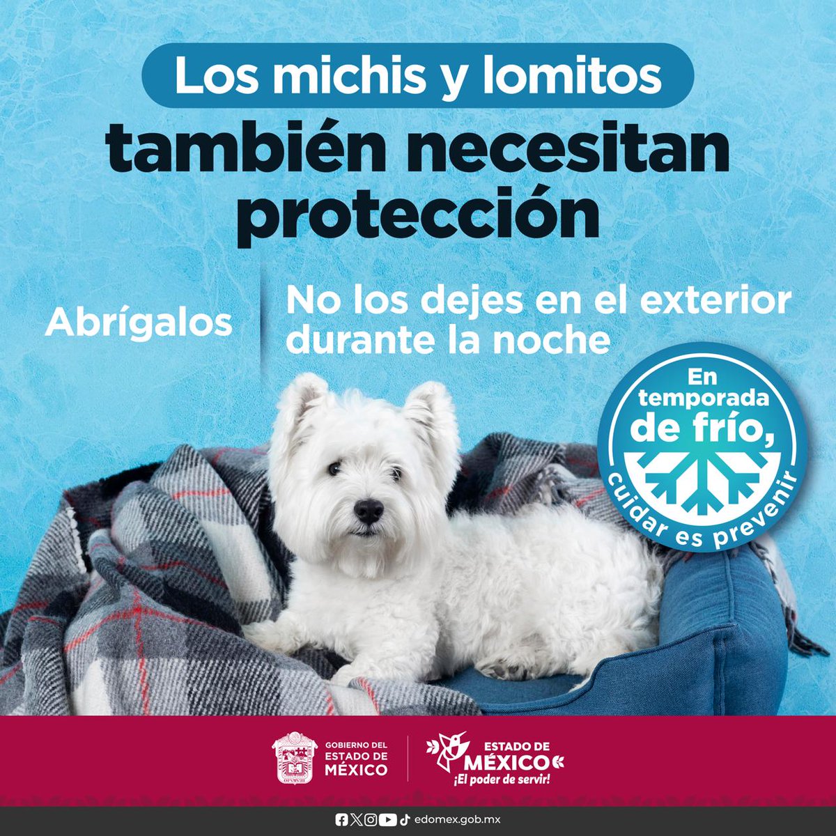 EdomexTenancing's tweet photo. En el #EdoMex promovemos el cuidado responsable. Durante las noches frías, los michis y lomitos necesitan abrigo y protección. No los dejes en el exterior. En #TemporadaDeFrío, cuidar es prevenir. #ElPoderDeServir https://t.co/mXMMPSKHFL