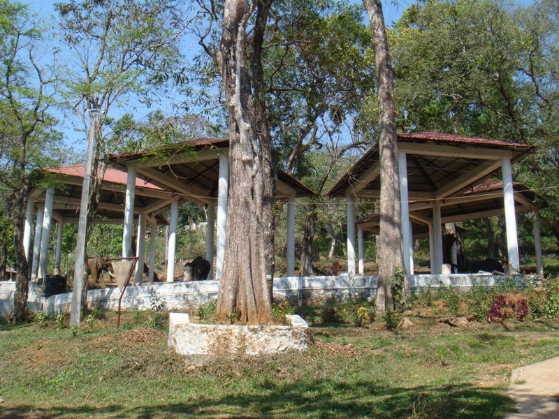 🐘 Experience the magic of Konni Elephant Training Center in Kerala — where majestic elephants are cared for, trained and celebrated in their natural habitat! 🌿✨
🔗 touristinindia.com/konni-elephant…
#KonniElephantTrainingCenter #Kerala #Wildlife #Elephants #IndiaTravel #NatureLovers