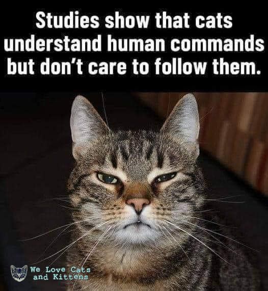 catsnkittys's tweet image. 