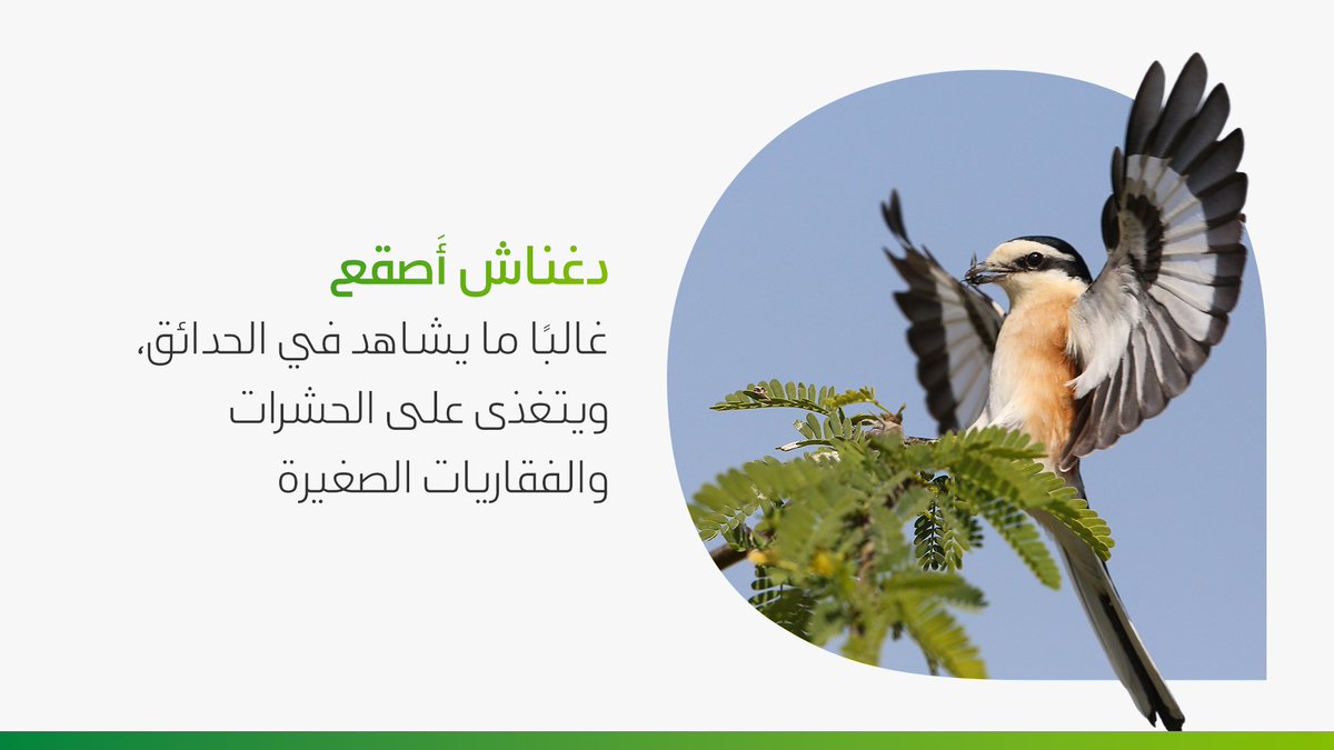 saudi_aramco's tweet photo. تُسهم مناطق التنوع الحيوي المخصصة لدينا في حماية الموائل الحيوية، التي تدعم الطيور المهاجرة في رحلاتها الطويلة 

اكتشف بعض الأنواع التي تجد مأوى فيها عامًا بعد عام https://t.co/5DOUEipHJR