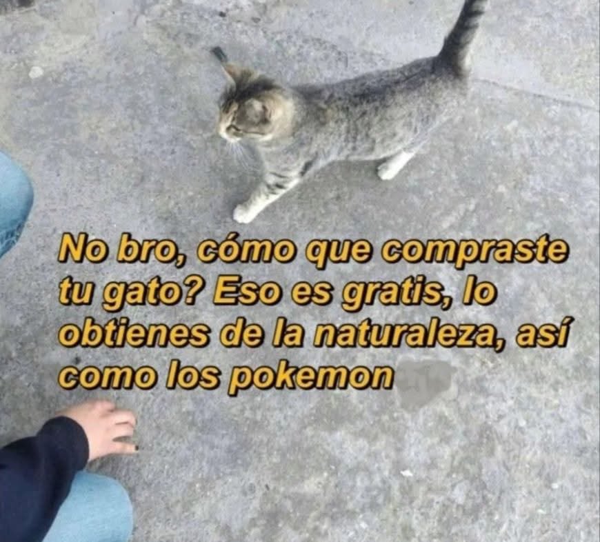 Dilo con gatitoz (@dilocongatitoz) on Twitter photo 