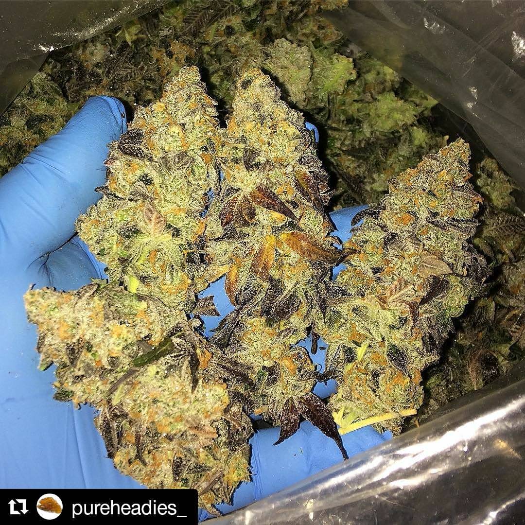LoKeyFarms's tweet photo. @growlokey ⛽️Dosido⛽️ smelling offensive when we open up the freezers 🤤 these kolas are rocks, and this is hands down the best Dosido we've ever had 🔥 big ups to @growlokey @dosia559 and the rest of the #lokey team for cultivating such high quality resins 💎💦💎💦 fire in, fire https://t.co/IngmxOAucB