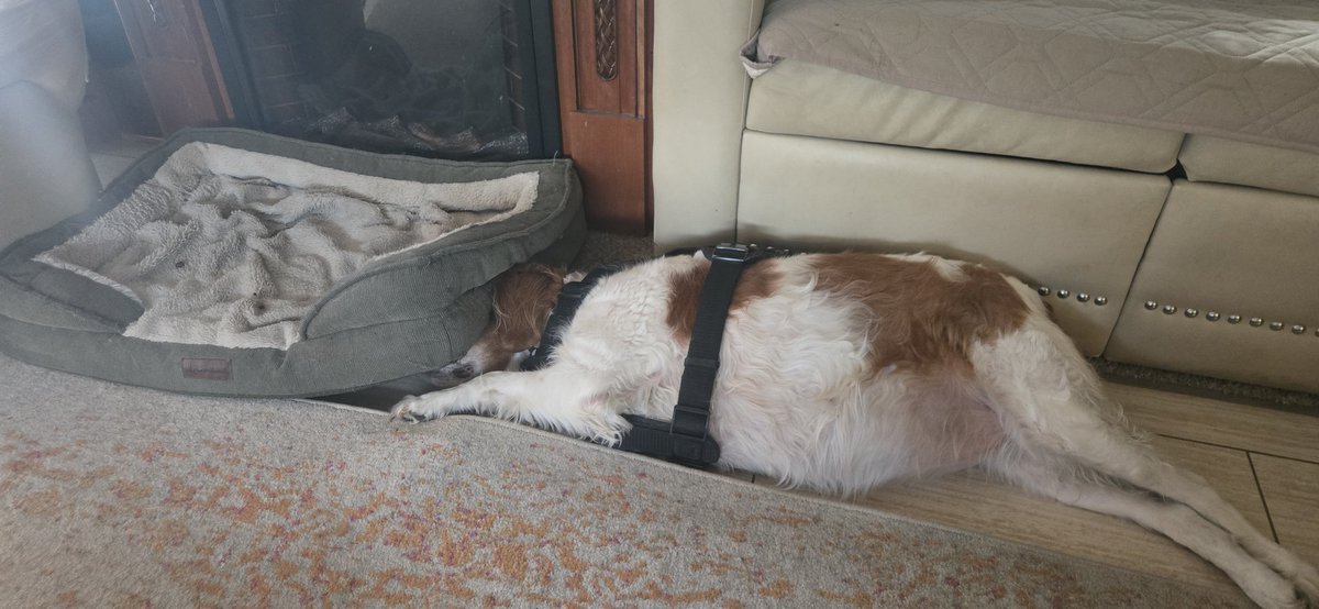 This Damn Dog! Hey, wake up and take me out, so I can go back to sleep. And please turn down the light, it bothers me.