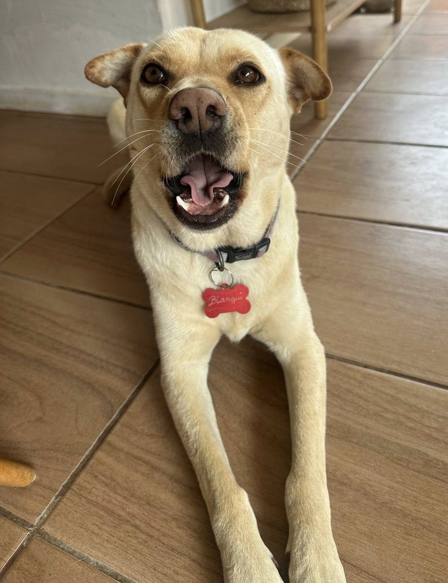 Blanqui, de entre 2 a 3 años, en adopción responsable. Es muy dulce y cariñosa. Se lleva bien con perros y humanos, mas no con gatos. Se encuentra esterilizada, vacunada y desparasitada. Si deseas darle un hogar para siempre, comunícate al +569⁨22422197. Favor RT! 
#Quilpué