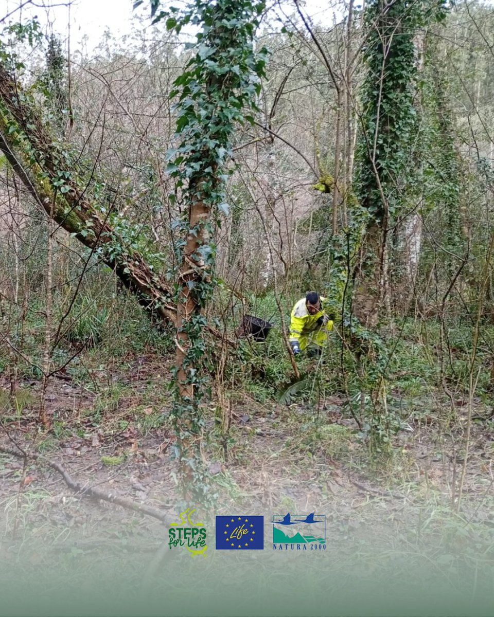 Steps for LIFE tweet media