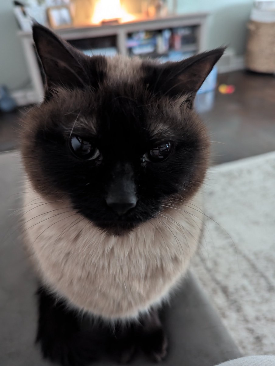 6dollarballoon's tweet image. panda noticed I was crying and decided doing this for 10 mins straight would help