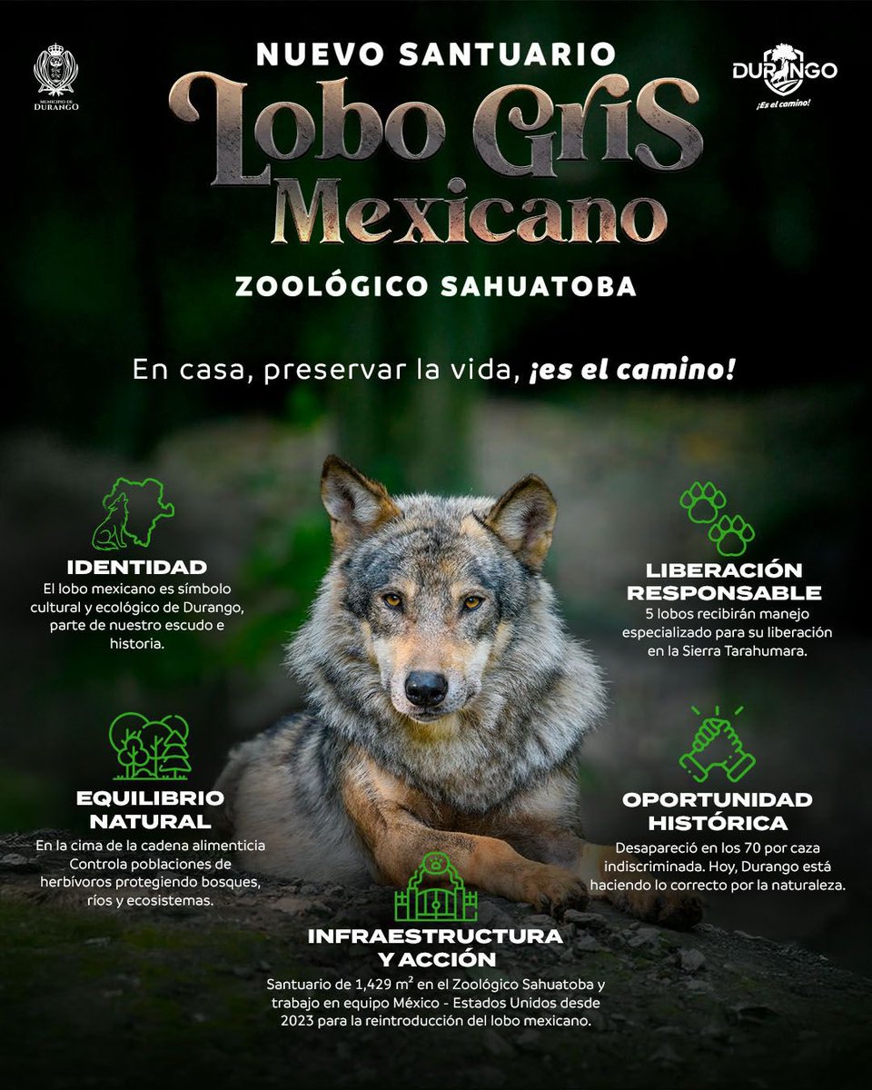 ¡El lobo gris mexicano regresa a casa! 🐺

El Zoológico Sahuatoba se convierte en santuario para su conservación, cuidado y posterior liberación en nuestra sierra. 🌲

Estamos orgullosos de nuestra historia e identidad porque en Durango, preservar la vida, ¡es el camino!