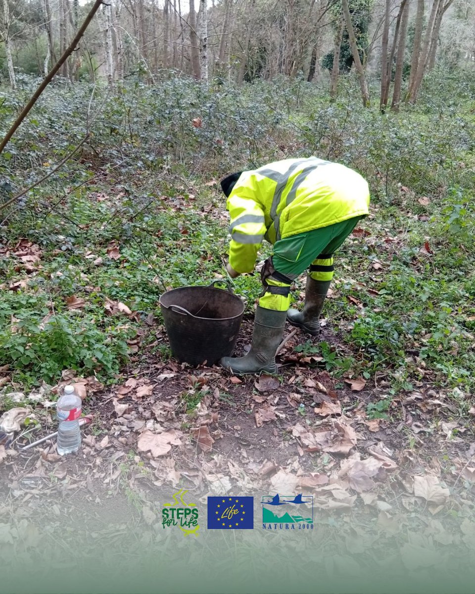 Steps for LIFE tweet media