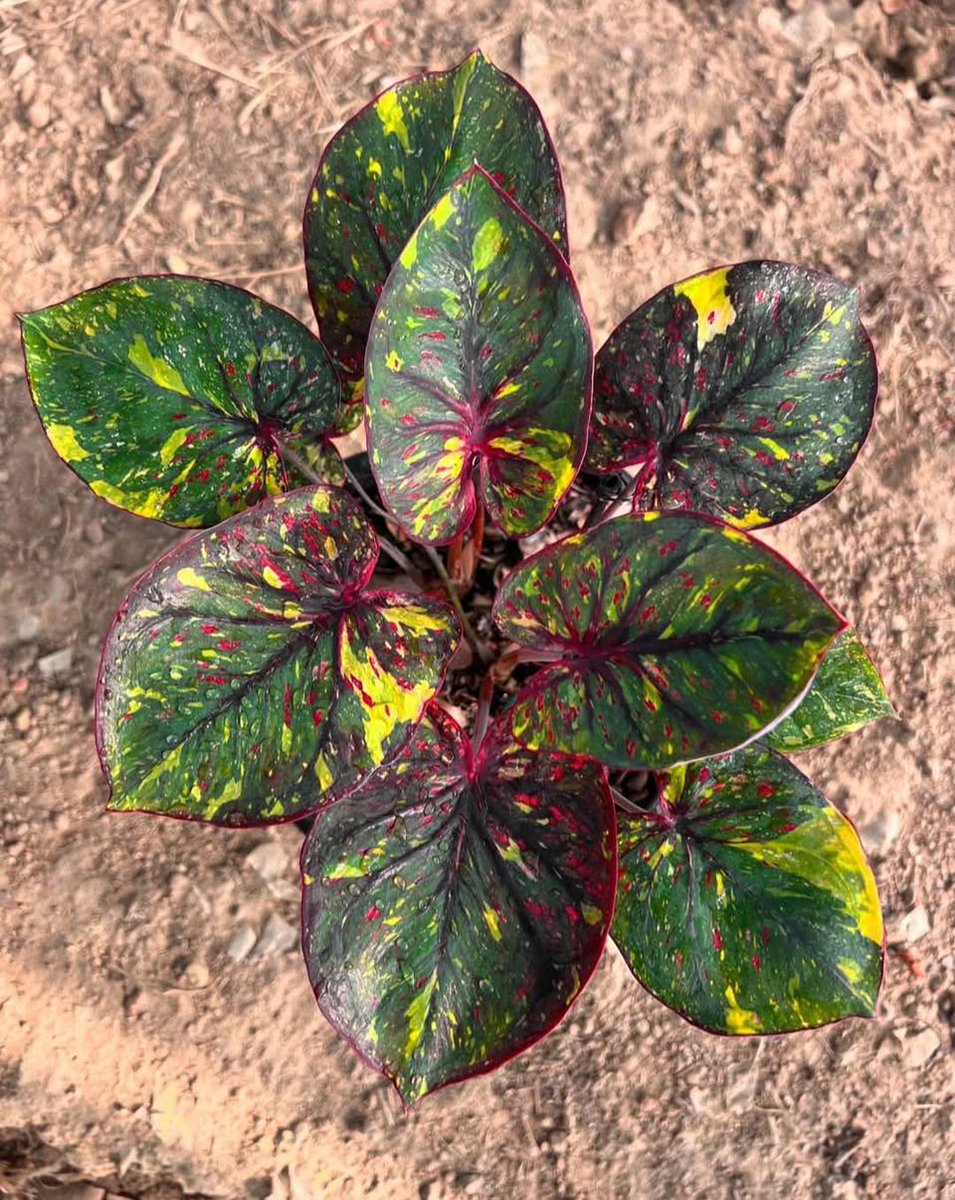 mireya starkenberg tweet media