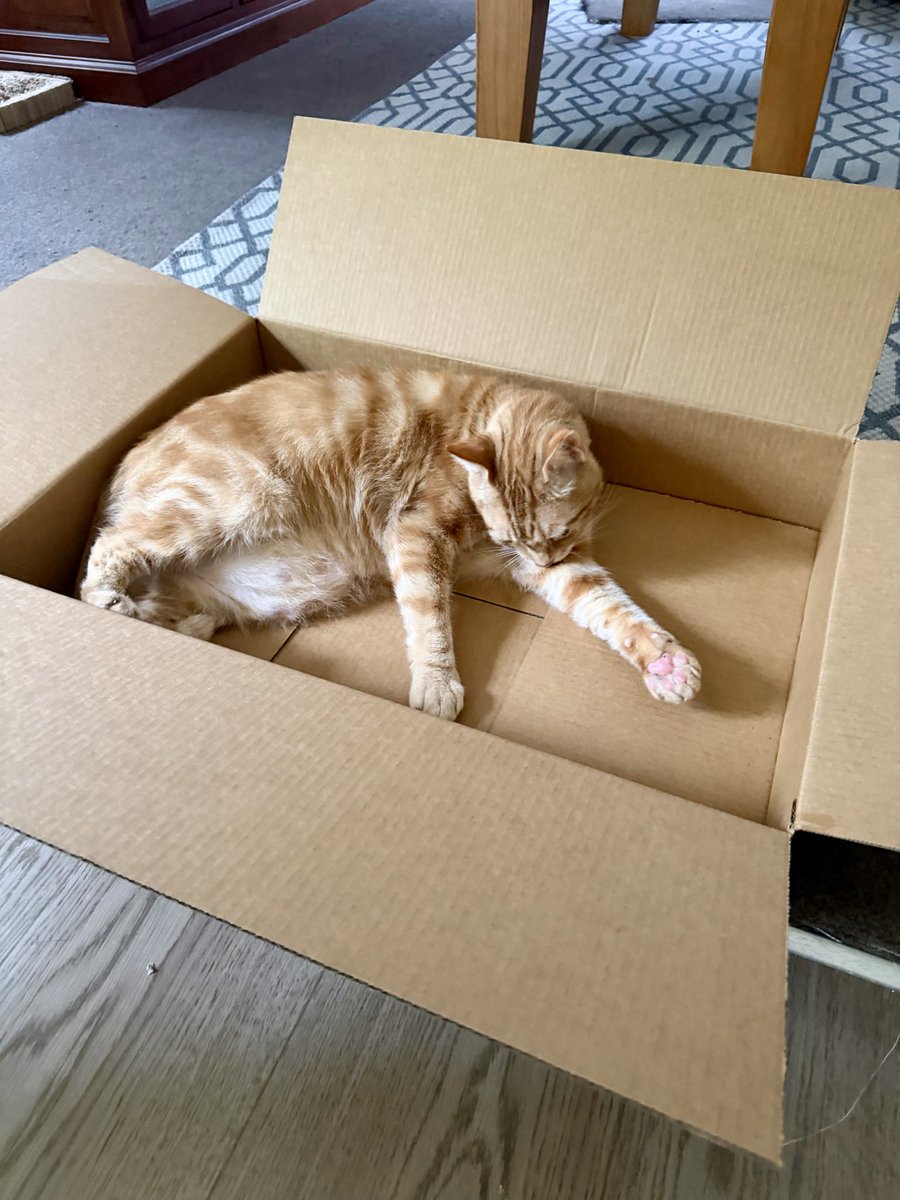 Haz new boks furpals!

Felix size!