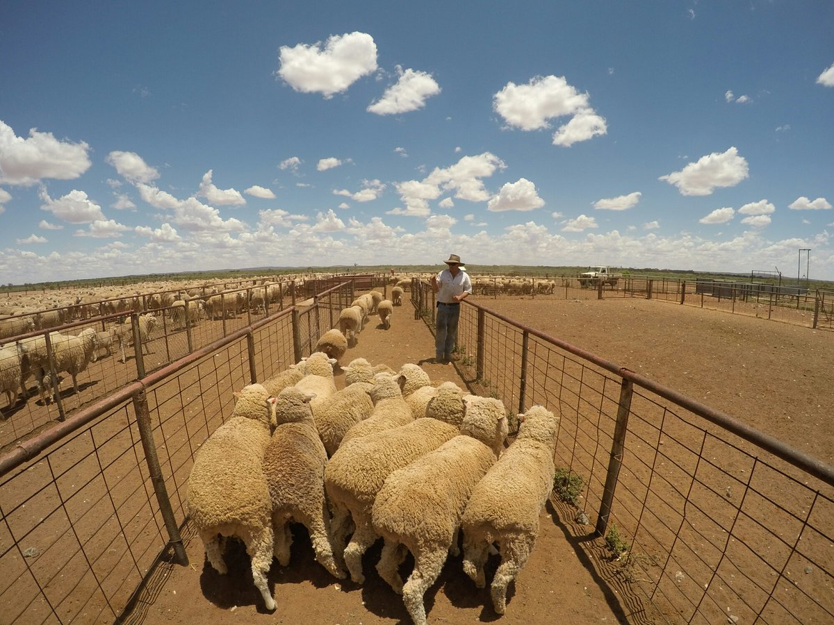 QualityWool's tweet image. 𝐓𝐇𝐑𝐎𝐖𝐁𝐀𝐂𝐊 𝐓𝐇𝐔𝐑𝐒𝐃𝐀𝐘: Drafting sheep and the shearing shed at Yalcowinna Station, January 2016. #ThrowbackThursday