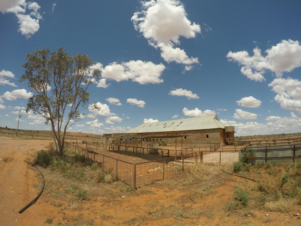 QualityWool's tweet image. 𝐓𝐇𝐑𝐎𝐖𝐁𝐀𝐂𝐊 𝐓𝐇𝐔𝐑𝐒𝐃𝐀𝐘: Drafting sheep and the shearing shed at Yalcowinna Station, January 2016. #ThrowbackThursday