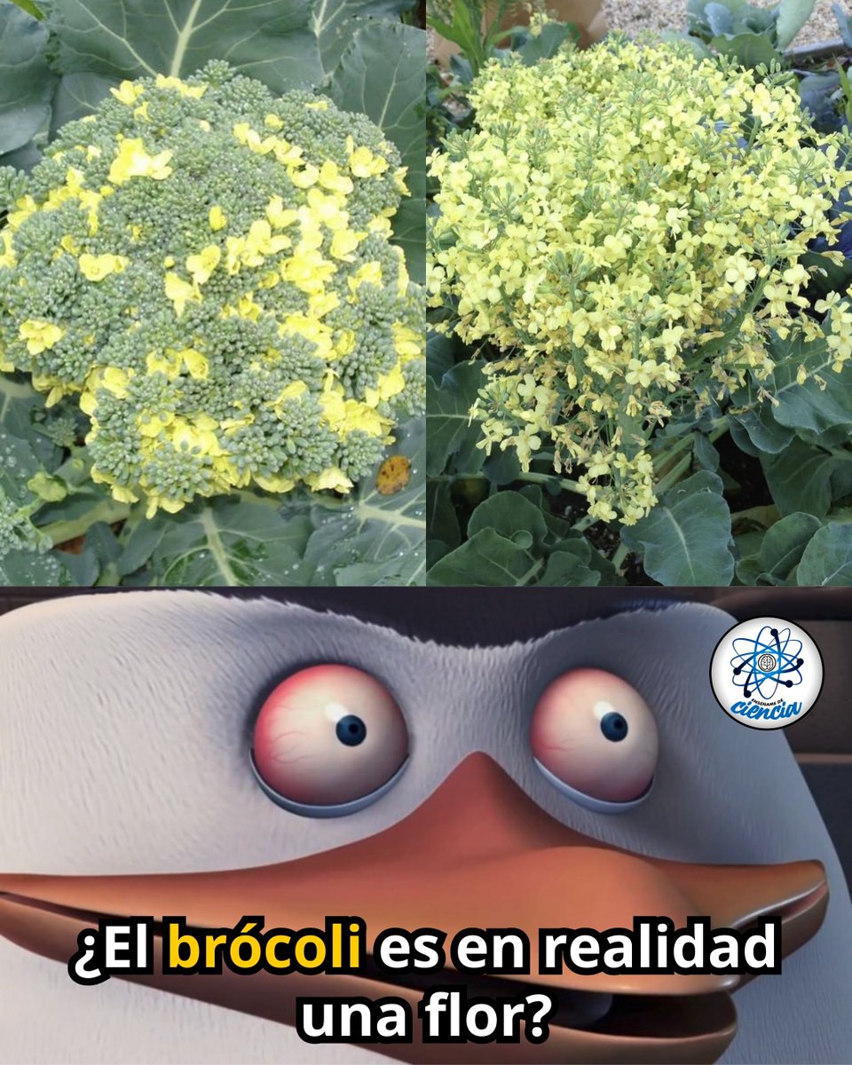 El brócoli es una flor que se cosecha antes de que florezca. Si lo dejas, florecerá. 😲

Cada “arbolito” verde que comes está formado por cientos de flores en pausa, detenidas justo antes de abrirse. Si nadie las corta, el brócoli hace boom… 💥 y se cubre de flores amarillas