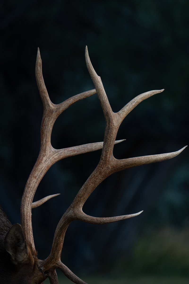 RMEF's tweet image. Tines up for Wapiti Wednesday! Learn more about our mission here➡️rmef.org #rmef #conservingAmericasbiggame