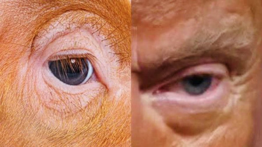 ferupity's tweet image. “quiet PIGGY” NIGGA THAT’S YOU 😭😭😭