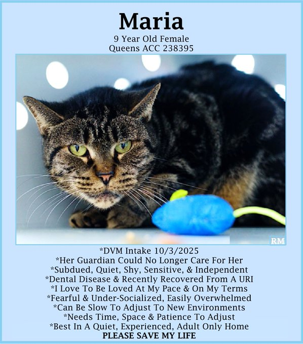 🆘URGENT🆘SENIOR ALERT🙏🏾PLEASE KEEP SHARING🆘
🙏🏾PLEASE #PLEDGE 2 SAVE MY LIFE
💝Sweet 9YO #Senior Brown #Tabby Kitty "MARIA"💝
😿💔Owner Unable 2 Care 4, Has Dental Disease
🚨Still Needs #Adoption #Rescue #Foster🚨
▶️238395 facebook.com/photo.php?fbid…
🙏🏽#AdoptDontShop
#Queens #NYCACC