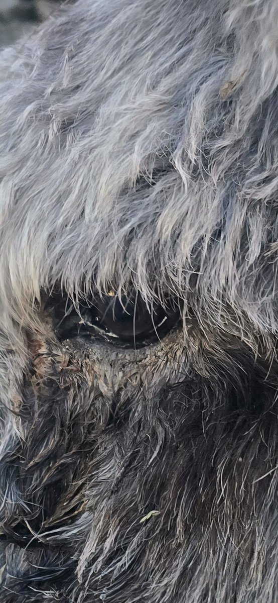 Revisión veterinaria 🩺🐴:
- Absceso de Miguelito, va a mejor ✅
- Ojos de Vega por uveitis, vigilar.
- Úlcera del ojo de Pepa, evolucionando muy bien ✅
Mañana muy completa.

#revisión #veterinario #caballos