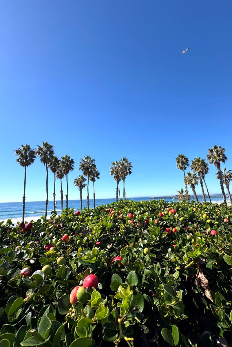 City of Oceanside tweet media