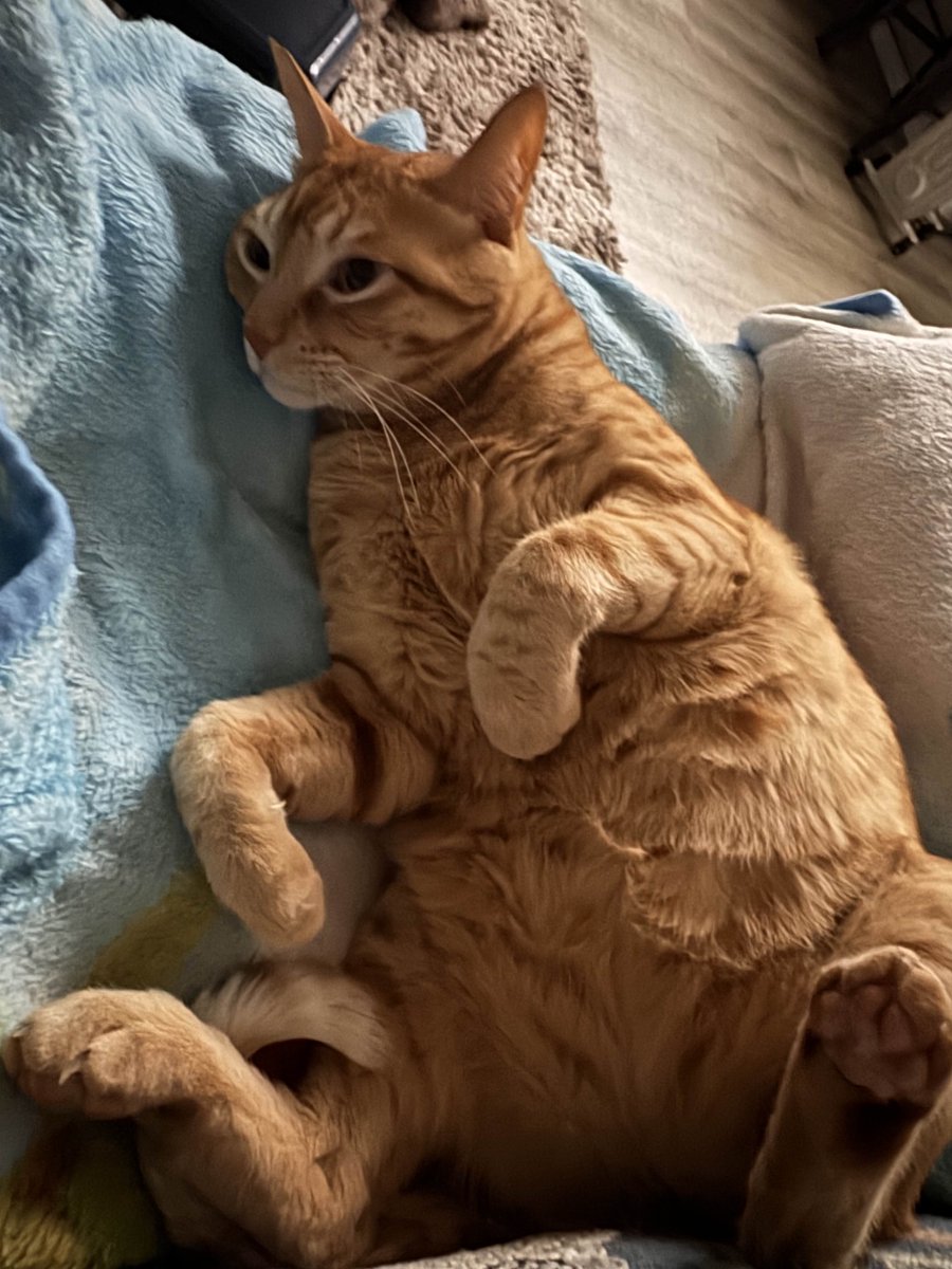 GilbertTheFunny's tweet photo. my chud son ❤️ https://t.co/7XpEOzCFTW