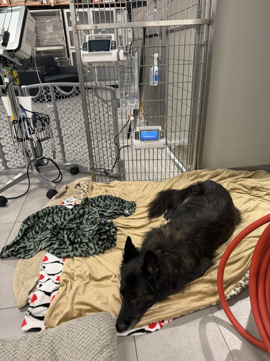 OKCFD's tweet photo. 💙🐾 Update on retired K-9 Laya 🐾💙
Laya recently underwent surgery after doctors discovered a large mass. She’s doing well this morning, eating, moving around, and wagging her tail. Testing will determine next steps. Our fire family is with her. 💙🐾

#OKCFD #K9Laya #FireFamily https://t.co/7QZTUdRKOx