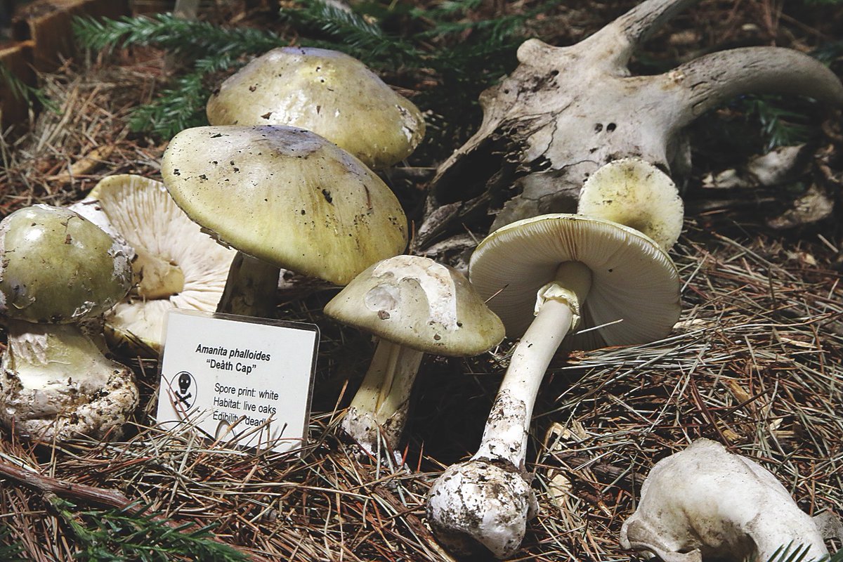 todd_guild's tweet image. Doctors warned Wednesday about a spate of poisonings statewide from death cap mushrooms.

pajaronian.com/doctors-warn-o…

#mushrooms 
#CDPH
#foraging
@GoodTimesSC