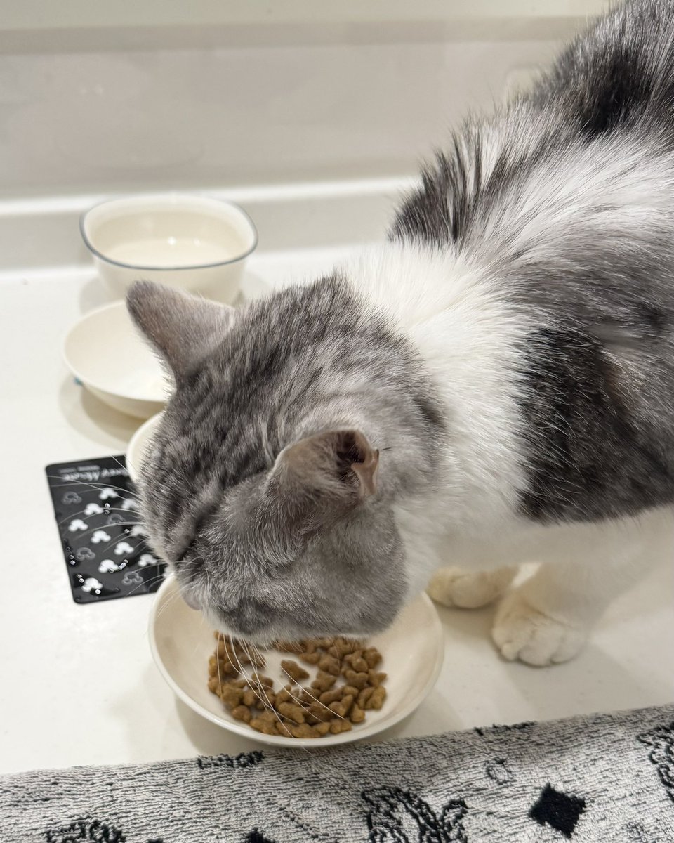 今朝はモリモリ食べてます
咀嚼音良き♡

#猫腎臓病