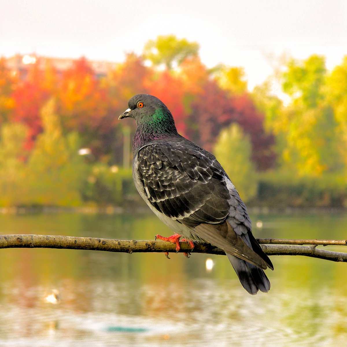 RealityDesignz's tweet image. When the sun rises, it’s a new opportunity to start fresh and chase your dreams 🌅🌞