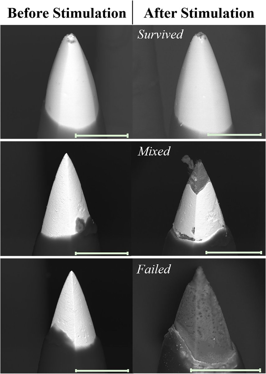 Bioelectronic Medicine - Journal tweet media