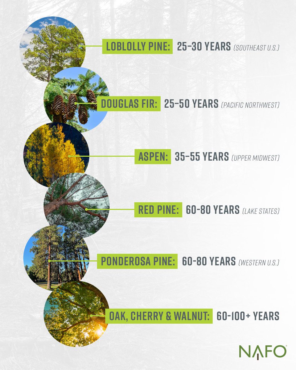 NAFO Forests tweet media
