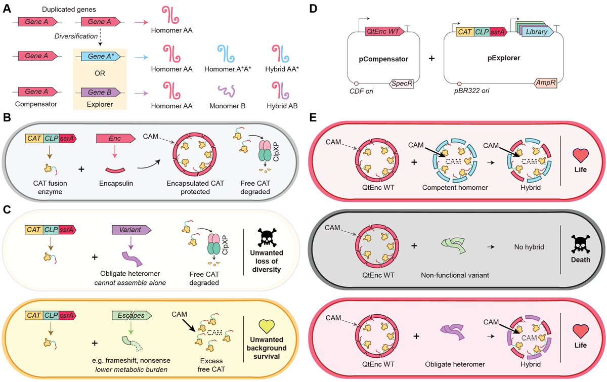RezwanSidd's tweet image. Nature has a trick to evolve multimeric proteins via gene duplication. 
🧬One copy compensates, the other explores.🧬
Although this has only been a theory so far.
Until now: Directed evolution of multimeric proteins by dual-compensatory gene duplication.
biorxiv.org/content/10.648…