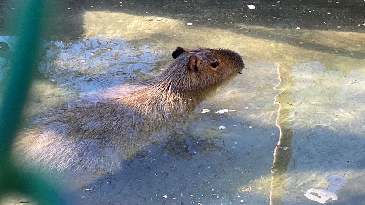 Luis Alberto Medina tweet media