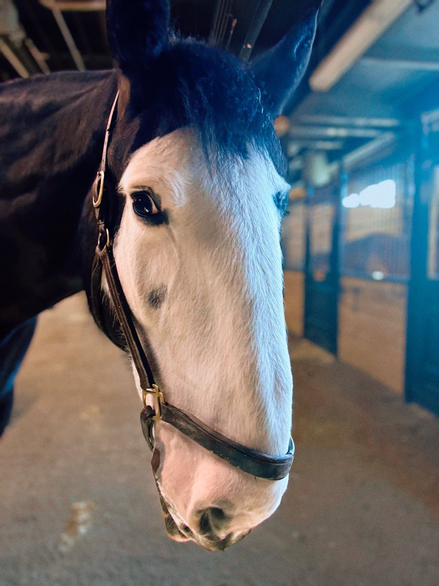 Toronto Police Mounted Unit tweet media