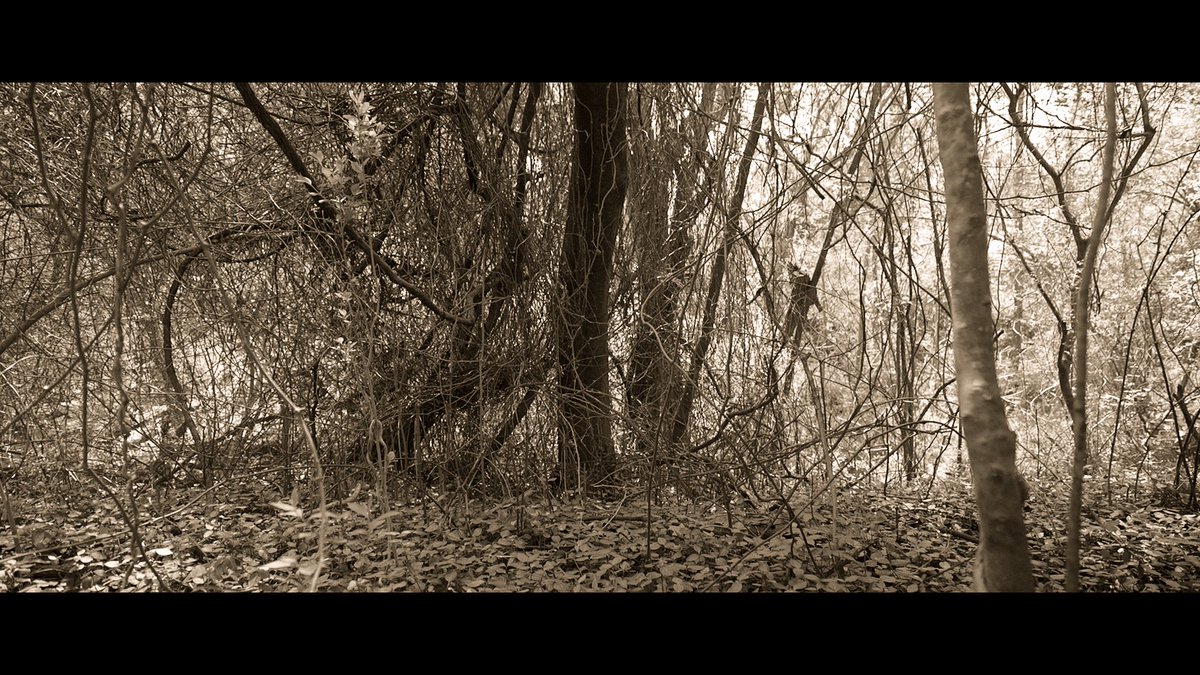 3Lness's tweet image. Some pics i took in Virginia 
Follow me on instagram @lilydepicts