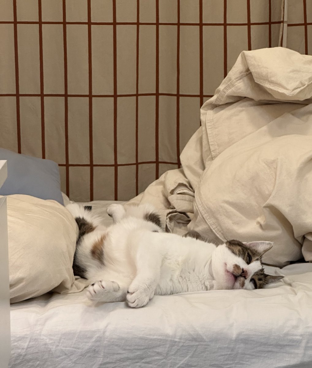 mayavolf's tweet image. Ветеринарная медицина в Нидерландах: кот будет вылечен, но излучать радиацию (гамма-лучи), поэтому его говно перед утилизацией нужно будет хранить в металлическом контейнере три месяца до периода распада, а рядом с котом нельзя находиться больше часа в день.