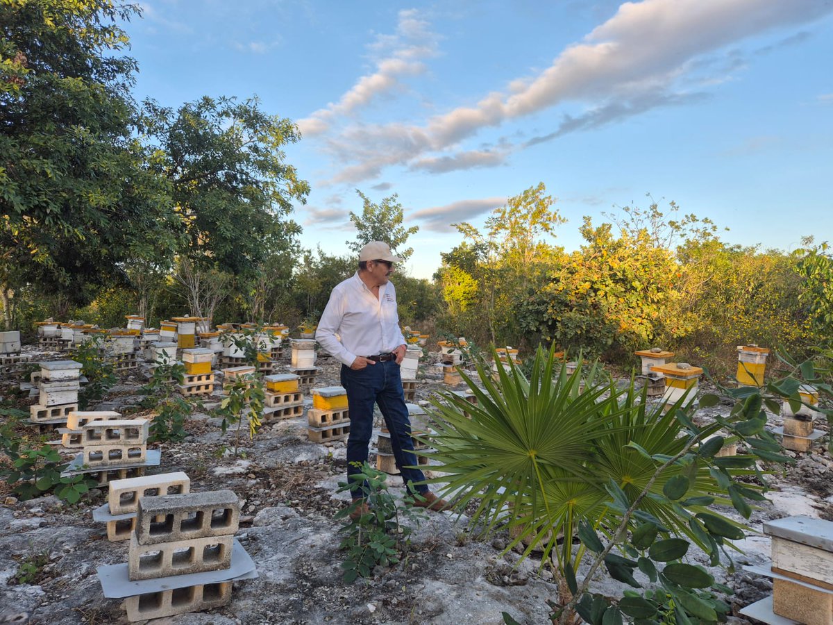 agricultura_yuc's tweet photo. El titular de la OREF #Yucatán, MVZ @carlosberlinm , entregó Certificados de Buenas Prácticas Pecuarias de Producción de Miel a 13 apicultores de Hunucmá 🐝El programa #BPPM, coordinado por @Agricultura_mex y @SENASICA, impulsa miel de alta calidad que demanda el mercado europeo. https://t.co/35hNegBxsi