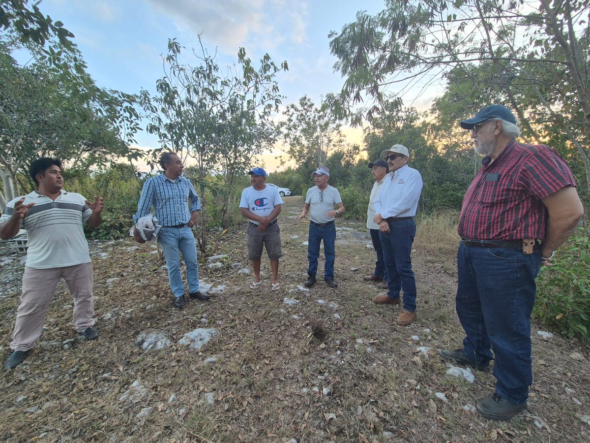 agricultura_yuc's tweet photo. El titular de la OREF #Yucatán, MVZ @carlosberlinm , entregó Certificados de Buenas Prácticas Pecuarias de Producción de Miel a 13 apicultores de Hunucmá 🐝El programa #BPPM, coordinado por @Agricultura_mex y @SENASICA, impulsa miel de alta calidad que demanda el mercado europeo. https://t.co/35hNegBxsi