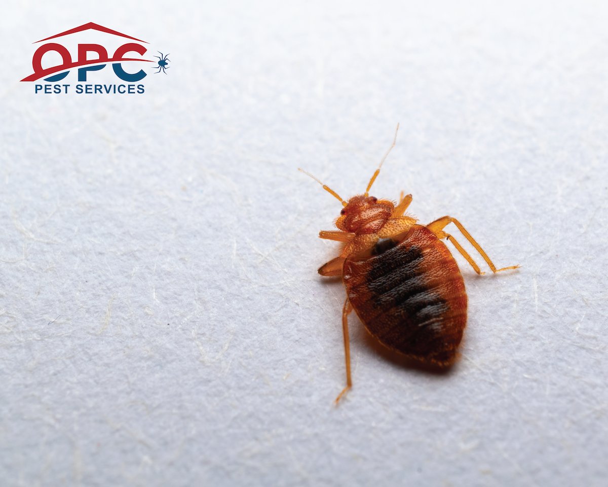 Bed bugs don’t wait and neither should your multifamily community. Our Bed Bug Control solutions help stop infestations, catch new introductions early, and safeguard your building’s health and reputation. Get bed bug control today: bit.ly/4rUuyEC