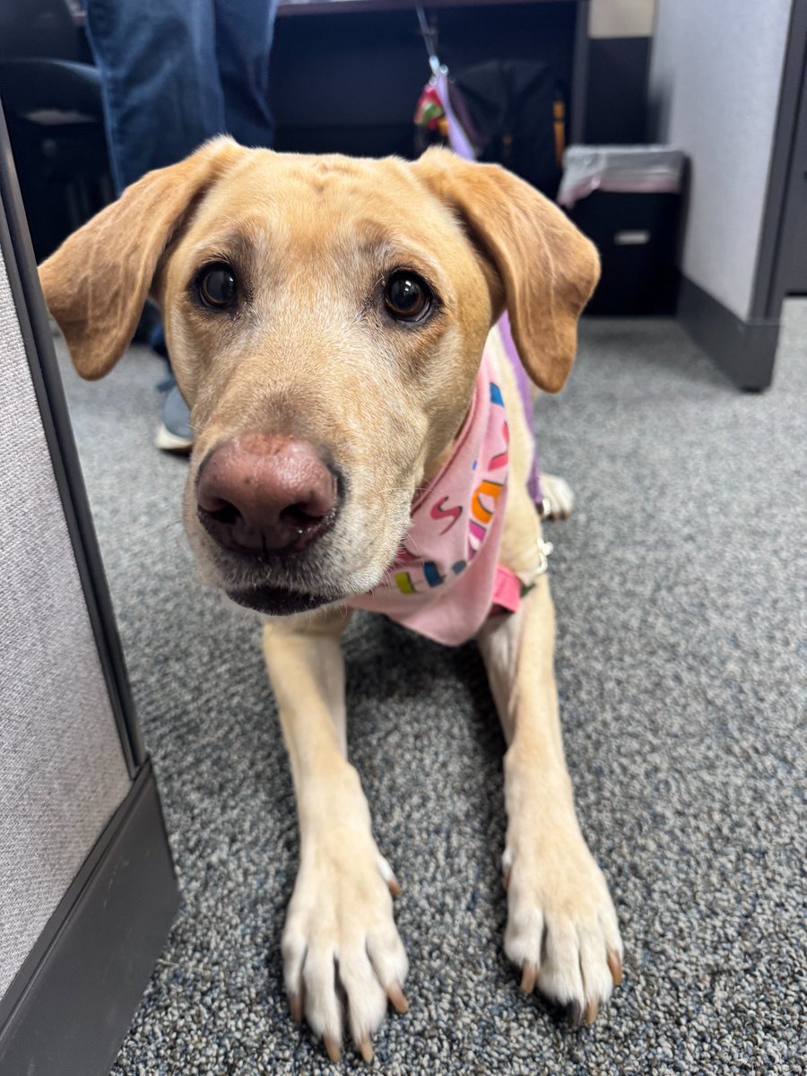 No, it's not National Dog Day, it's just a normal Wednesday in the Dillsburg office!

We were visited by a couple of extra pups today before they go to their new homes.

It's also Corona's birthday and she's wearing a special birthday bandana to celebrate! Happy birthday! 🎂