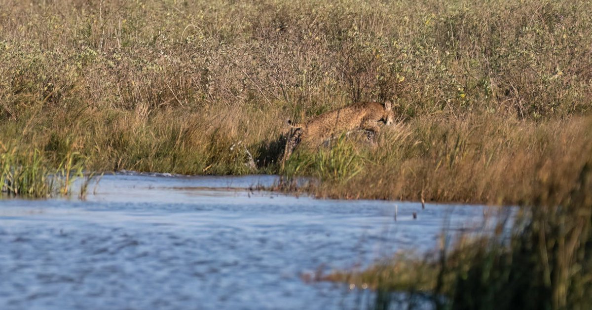Texas State Parks tweet media
