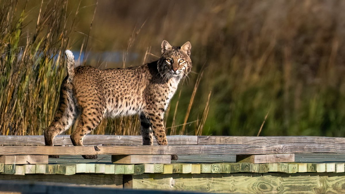 Texas State Parks tweet media