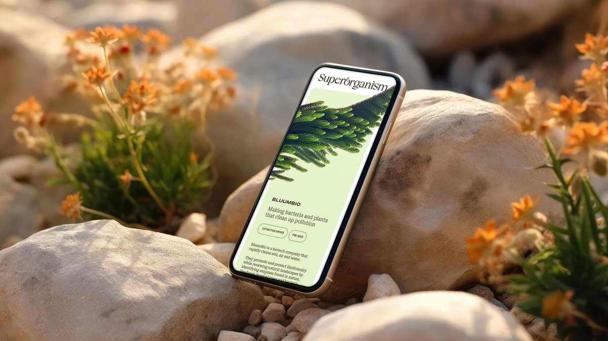 Jessica Strelioff tweet media