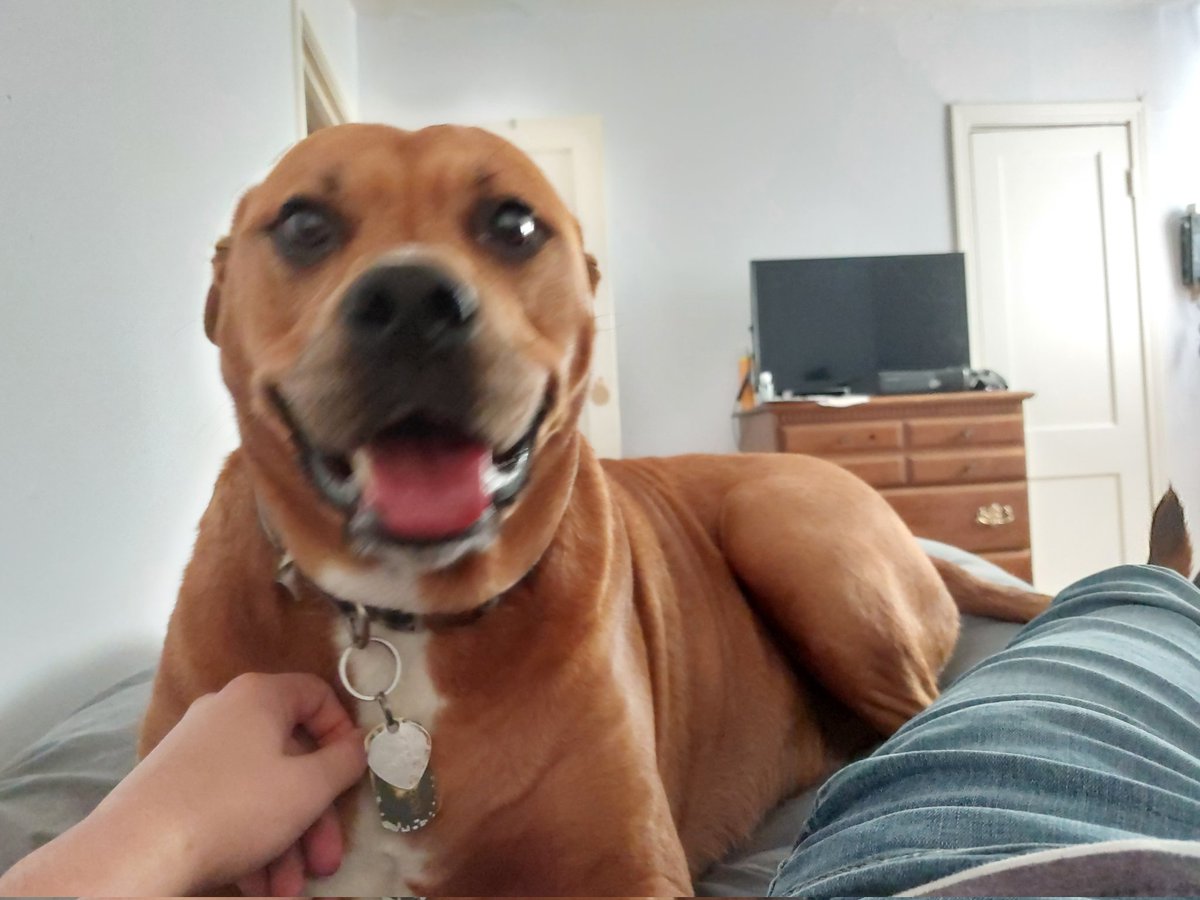 Tactical_Doggo1's tweet photo. @Shifanoia Goodmorning. https://t.co/Oj3rD1qAO1