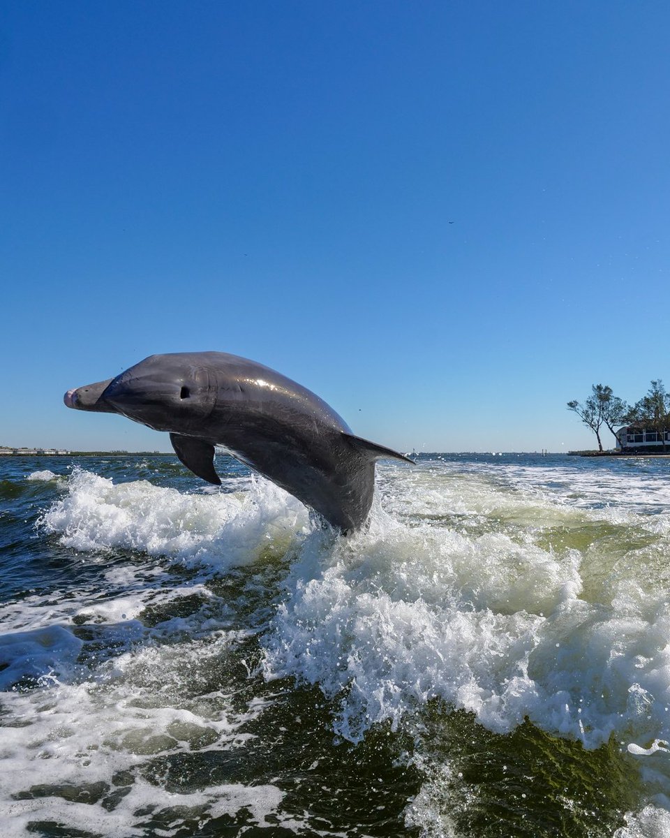 VisitBradenton's tweet image. Whether it’s your first visit or your fifth, Anna Maria Island has a few quintessential must-do moments. 🌴

We’ve rounded up 7 experiences every visitor should try at least once. Check them out 👉 bit.ly/4poSugZ

#BradentonArea #AnnaMariaIsland