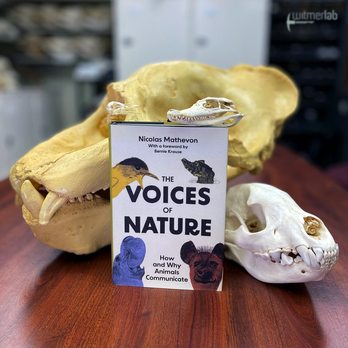 WitmerLab tweet media